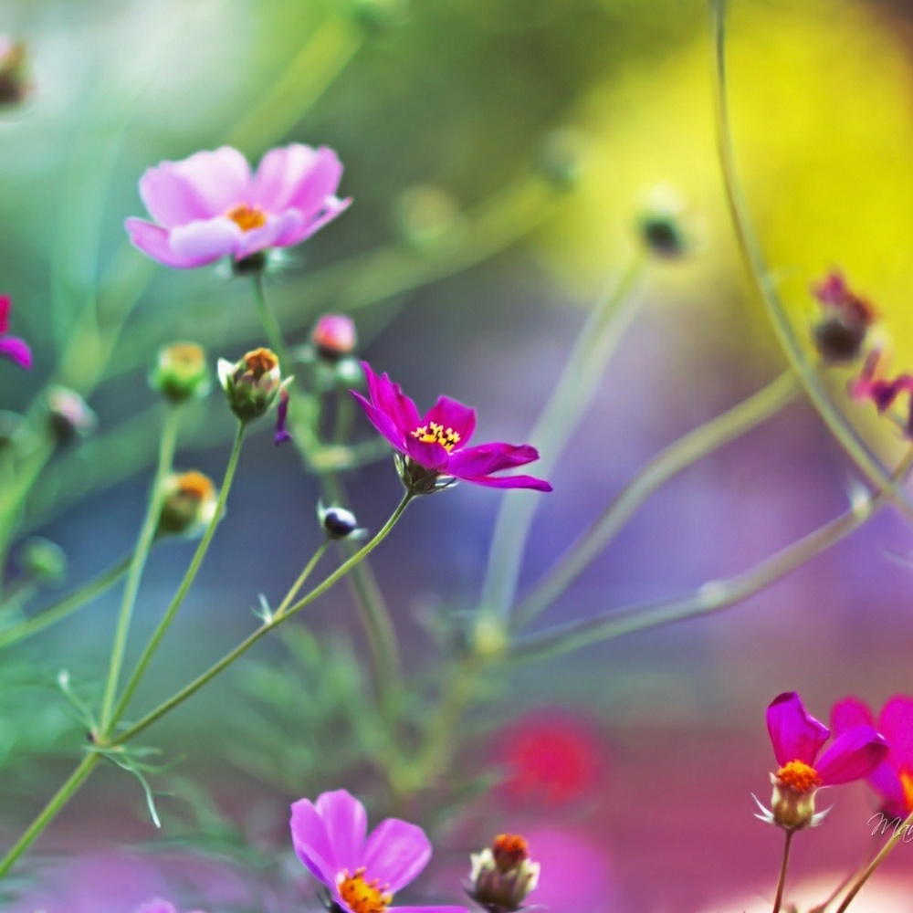 All items are from a pet free and smoke free home.